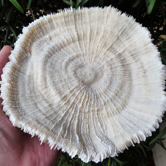 huge giant 7 inch mushroom sea shell coral reef aquarium natural decor - Picture 2 of 7